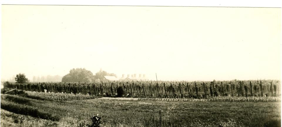 Hop yard - 1930, originally collected from Agricultural Experiment Station Records 