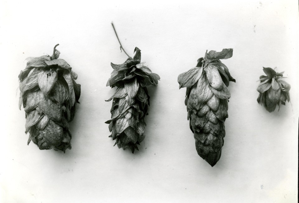 Hop cone varieties in 1930. Originally collected from Agricultural Experiment Station Records