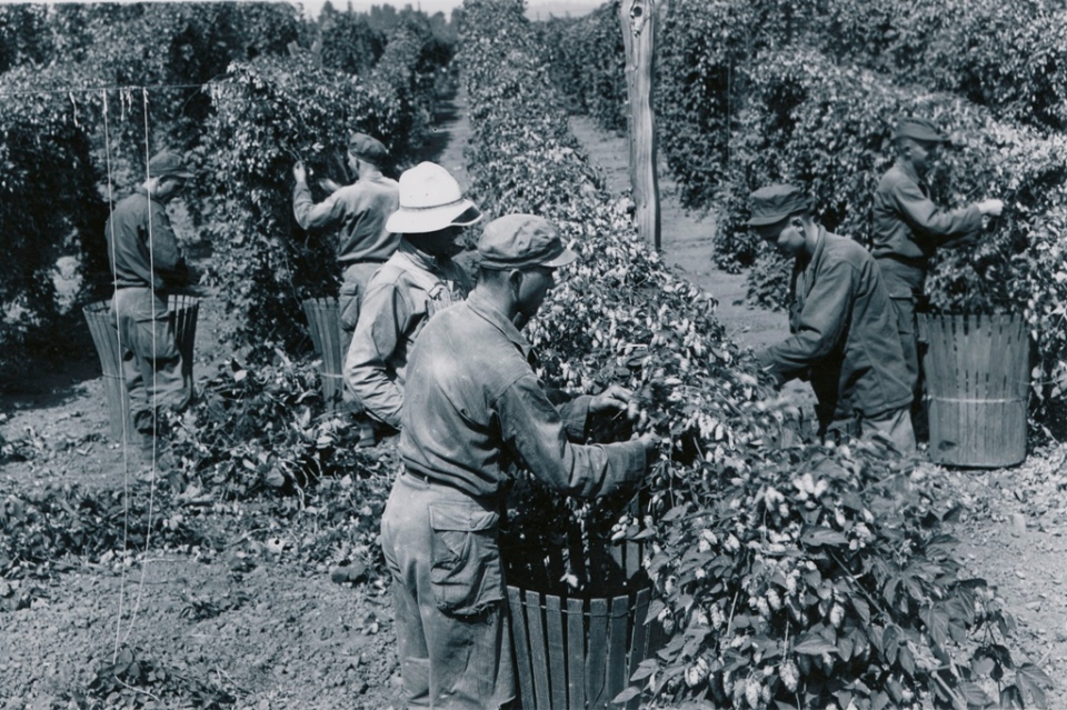 Soldiers picking hops – 1945. Originally collected from Agriculture Photographic Collection 