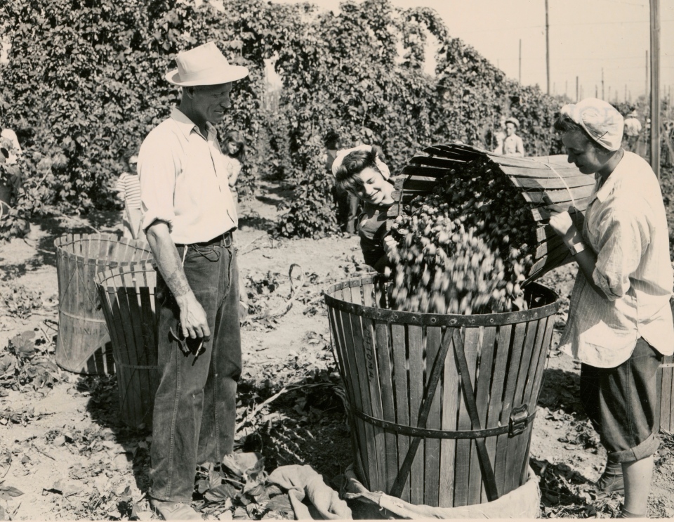 Orren Goff, check boss, at the Mitcoma hopyard watches Janiece Gerhard, 15, and Jorene Johnson, 17, dump a basket of hops into a hopper in preparation for sacking and weighing – 1946. Originally collected from Extension and Experiment Station Communications Photograph Collection  